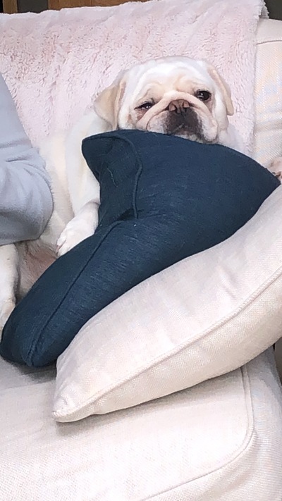 picture of Just Pepper !
 Pepper