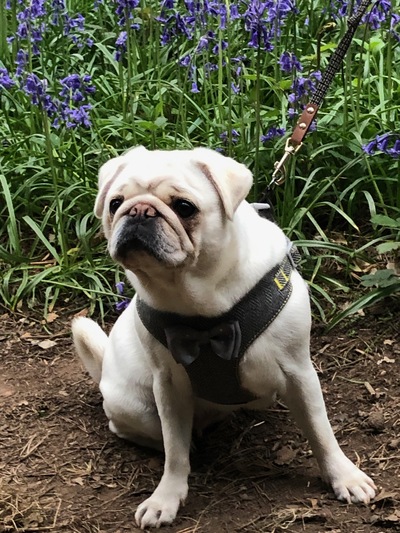 picture of Just Pepper !
 Pepper