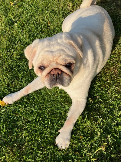 picture of Just Pepper !
 Pepper