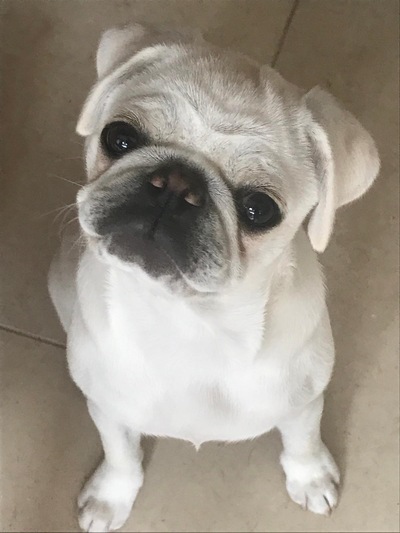 picture of Just Pepper !
 Pepper