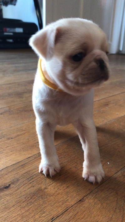 picture of Pepper as a baby
 Pepper