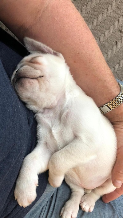 picture of Pepper as a baby
 Pepper