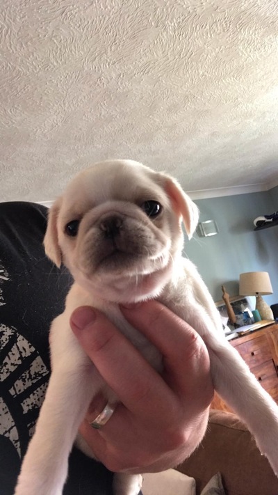 picture of Pepper as a baby
 Pepper