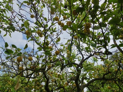 picture of Cordoba
 Spain