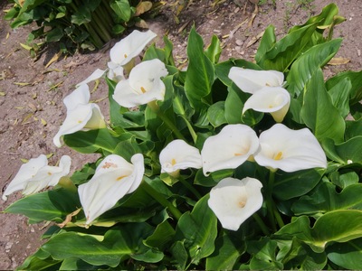 picture of Cordoba
 Spain