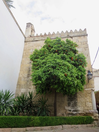 picture of Cordoba
 Spain