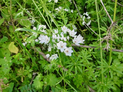 picture of Ronda
 Spain