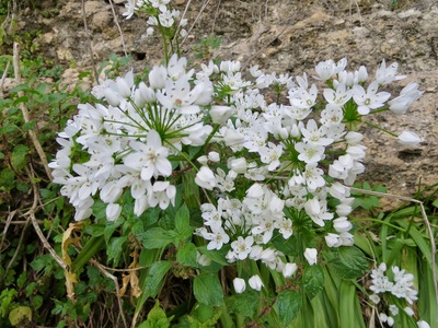 picture of Ronda
 Spain
