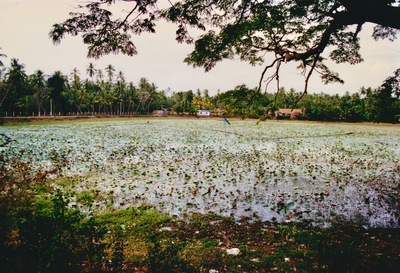 picture of Anuradhapura
 SriLanka