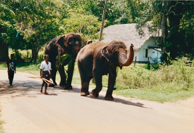 picture of Anuradhapura
 SriLanka
