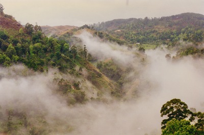 picture of Tea plantations in the hill country
 SriLanka