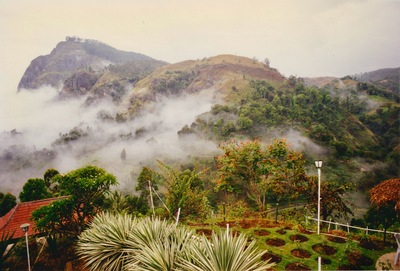 picture of Tea plantations in the hill country
 SriLanka