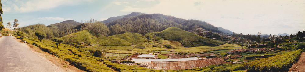 picture of Tea plantations in the hill country
 SriLanka
