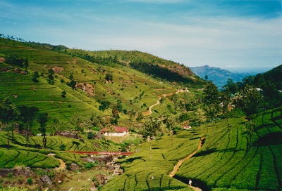 picture of Tea plantations in the hill country
 SriLanka