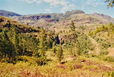 picture of Tea plantations in the hill country
 SriLanka