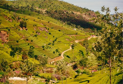 picture of Tea plantations in the hill country
 SriLanka