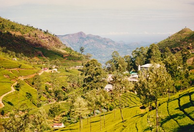picture of Tea plantations in the hill country
 SriLanka
