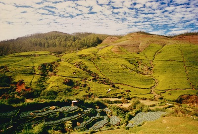 picture of Tea plantations in the hill country
 SriLanka