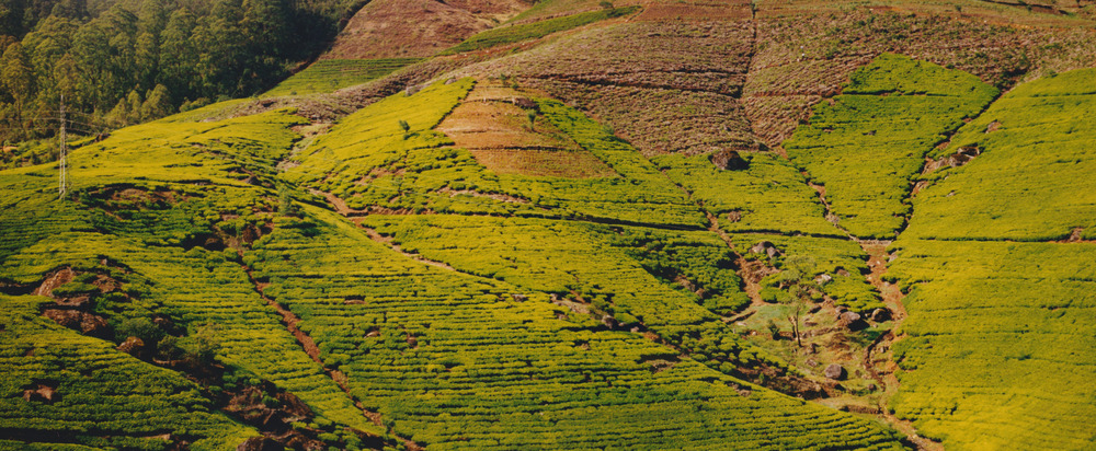 picture of Tea plantations in the hill country
 SriLanka
