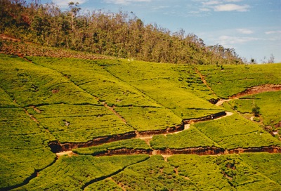 picture of Tea plantations in the hill country
 SriLanka