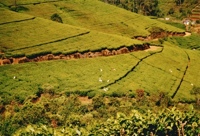 picture of Tea plantations in the hill country
 SriLanka