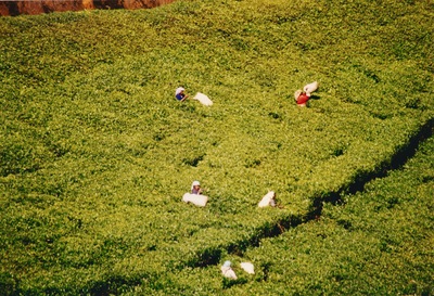 picture of Tea plantations in the hill country
 SriLanka