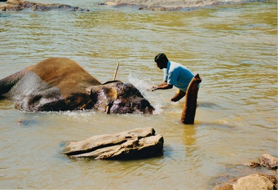 picture of Pinawella elephant orphanage
 SriLanka
