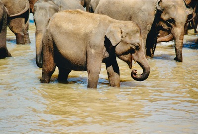 picture of Pinawella elephant orphanage
 SriLanka