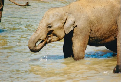 picture of Pinawella elephant orphanage
 SriLanka