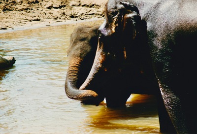 picture of Pinawella elephant orphanage
 SriLanka