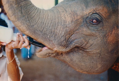 picture of Pinawella elephant orphanage
 SriLanka