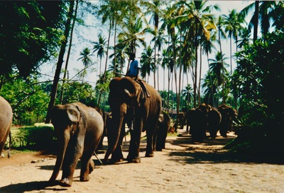picture of Pinawella elephant orphanage
 SriLanka