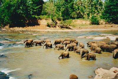 picture of Pinawella elephant orphanage
 SriLanka