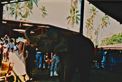 picture of Pinawella elephant orphanage
 SriLanka