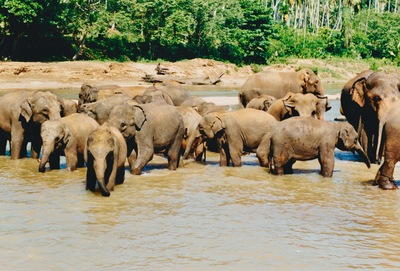 picture of Pinawella elephant orphanage
 SriLanka