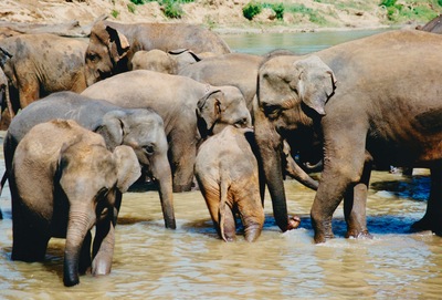 picture of Pinawella elephant orphanage
 SriLanka
