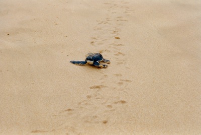 picture of The west coast
 SriLanka