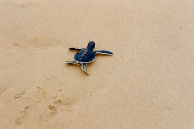 picture of The west coast
 SriLanka