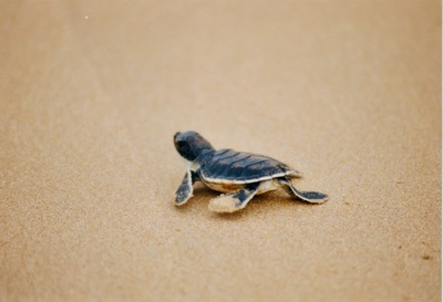 picture of The west coast
 SriLanka