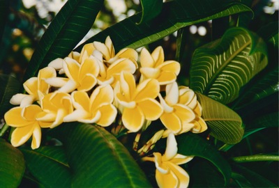 picture of The west coast
 SriLanka