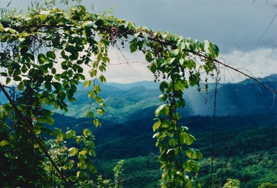 picture of Chaing Mai Jungle Trek
 Thailand