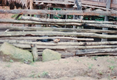 picture of Chaing Mai Jungle Trek
 Thailand