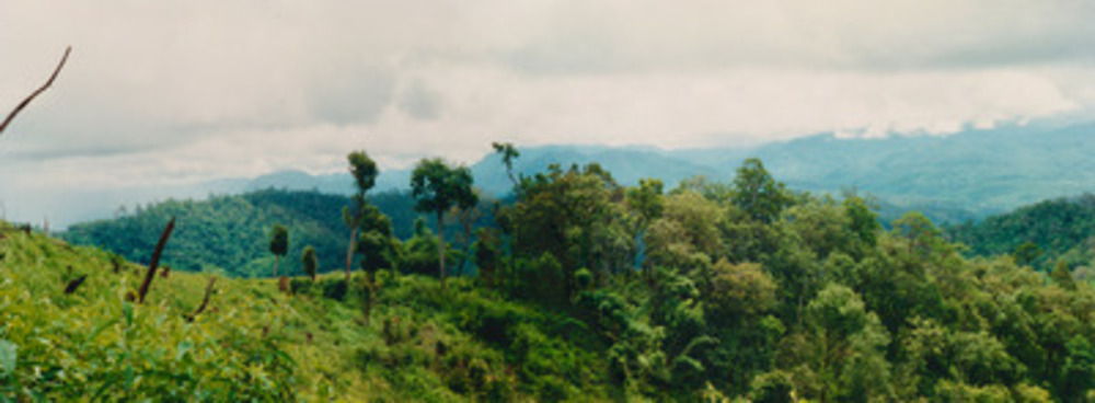 picture of Chaing Mai Jungle Trek
 Thailand