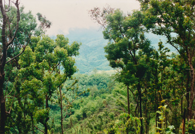 picture of Chaing Mai Jungle Trek
 Thailand