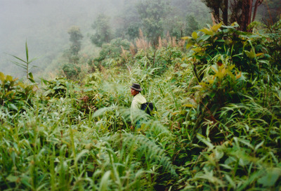 picture of Chaing Mai Jungle Trek
 Thailand