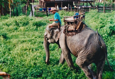 picture of Chaing Mai Jungle Trek
 Thailand