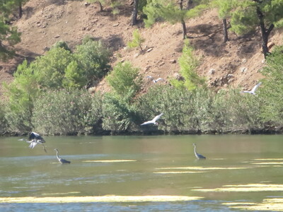 picture of Dalyan 2015
 Turkey
