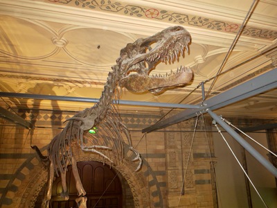 picture of London Natural History Museum Jan 2014
 UK