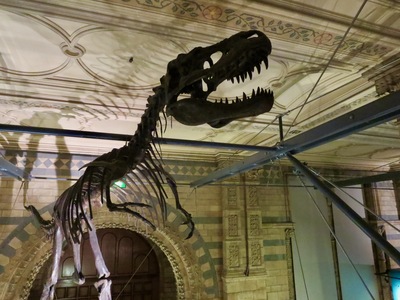 picture of London Natural History Museum Jan 2014
 UK