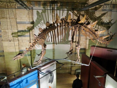 picture of London Natural History Museum Jan 2014
 UK